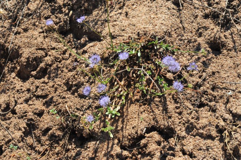 Jasione montana / Vedovella annuale